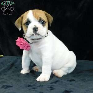 Chloe, Miniature Bulldog Puppy